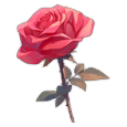 A Single Rose